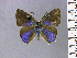  ( - RCCFXPL1H09)  @11 [ ] by-nc-sa (2022) C. FAYNEL MNHN, Paris
