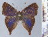  (Penaincisalia oxapampa - HNHM-NEOLYC-A01)  @11 [ ] by-nc-sa (2025) Zsolt Balint Hungarian Natural History Museum
