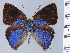  (Ocaria faurei - HNHM-NEOLYC-A03)  @11 [ ] by-nc-sa (2025) Zsolt Balint Hungarian Natural History Museum