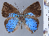  (Ocaria pricarlosi - HNHM-NEOLYC-A05)  @11 [ ] by-nc-sa (2025) Zsolt Balint Hungarian Natural History Museum