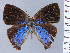  ( - HNHM-NEOLYC-A06)  @11 [ ] by-nc-sa (2025) Zsolt Balint Hungarian Natural History Museum
