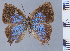 (Ocaria clenchi - HNHM-NEOLYC-A08)  @11 [ ] by-nc-sa (2025) Zsolt Balint Hungarian Natural History Museum