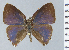  ( - HNHM-NEOLYC-B12)  @11 [ ] by-nc-sa (2025) Zsolt Balint Hungarian Natural History Museum