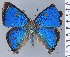  ( - HNHM-NEOLYC-C01)  @11 [ ] by-nc-sa (2025) Zsolt Balint Hungarian Natural History Museum
