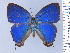  (Denivia espiritusanto - HNHM-NEOLYC-C07)  @11 [ ] by-nc-sa (2025) Zsolt Balint Hungarian Natural History Museum