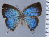  (Cupathecla nitida - HNHM-NEOLYC-C08)  @11 [ ] by-nc-sa (2025) Zsolt Balint Hungarian Natural History Museum