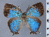  (Phothecla neildei - HNHM-NEOLYC-C12)  @11 [ ] by-nc-sa (2025) Zsolt Balint Hungarian Natural History Museum