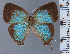  ( - HNHM-NEOLYC-D01)  @11 [ ] by-nc-sa (2025) Zsolt Balint Hungarian Natural History Museum