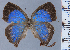  ( - HNHM-NEOLYC-D02)  @11 [ ] by-nc-sa (2025) Zsolt Balint Hungarian Natural History Museum