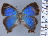  ( - HNHM-NEOLYC-D03)  @11 [ ] by-nc-sa (2025) Zsolt Balint Hungarian Natural History Museum