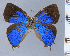  (Fidesella - HNHM-NEOLYC-D07)  @11 [ ] by-nc-sa (2025) Zsolt Balint Hungarian Natural History Museum