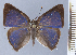  ( - HNHM-NEOLYC-D08)  @11 [ ] by-nc-sa (2025) Zsolt Balint Hungarian Natural History Museum