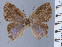  ( - HNHM-NEOLYC-D11)  @11 [ ] by-nc-sa (2025) Zsolt Balint Hungarian Natural History Museum