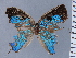  (Meridaria - HNHM-NEOLYC-D12)  @11 [ ] by-nc-sa (2025) Zsolt Balint Hungarian Natural History Museum