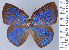  (Paraspiculatus villanna - HNHM-NEOLYC-E01)  @11 [ ] by-nc-sa (2025) Zsolt Balint Hungarian Natural History Museum