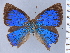  ( - HNHM-NEOLYC-E02)  @11 [ ] by-nc-sa (2025) Zsolt Balint Hungarian Natural History Museum