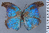  (Annamaria colombia - HNHM-NEOLYC-E03)  @11 [ ] by-nc-sa (2025) Zsolt Balint Hungarian Natural History Museum