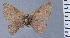  (Penaincisalia lamasi - HNHM-NEOLYC-E07)  @11 [ ] by-nc-sa (2025) Zsolt Balint Hungarian Natural History Museum