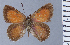  (Penaincisalia perezi - HNHM-NEOLYC-E08)  @11 [ ] by-nc-sa (2025) Zsolt Balint Hungarian Natural History Museum