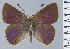  ( - HNHM-NEOLYC-E09)  @11 [ ] by-nc-sa (2025) Zsolt Balint Hungarian Natural History Museum