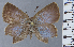  ( - HNHM-NEOLYC-E10)  @11 [ ] by-nc-sa (2025) Zsolt Balint Hungarian Natural History Museum