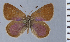  (Penaincisalia descimoni - HNHM-NEOLYC-E11)  @11 [ ] by-nc-sa (2025) Zsolt Balint Hungarian Natural History Museum