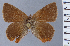  ( - HNHM-NEOLYC-F02)  @11 [ ] by-nc-sa (2025) Zsolt Balint Hungarian Natural History Museum