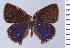  ( - HNHM-NEOLYC-F04)  @11 [ ] by-nc-sa (2025) Zsolt Balint Hungarian Natural History Museum