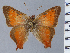  ( - HNHM-NEOLYC-F05)  @11 [ ] by-nc-sa (2025) Zsolt Balint Hungarian Natural History Museum