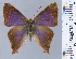  ( - HNHM-NEOLYC-F06)  @11 [ ] by-nc-sa (2025) Zsolt Balint Hungarian Natural History Museum