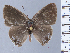  ( - HNHM-NEOLYC-G03)  @11 [ ] by-nc-sa (2025) Zsolt Balint Hungarian Natural History Museum
