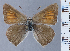  ( - HNHM-NEOLYC-G05)  @11 [ ] by-nc-sa (2025) Zsolt Balint Hungarian Natural History Museum