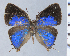  (Thaeides hyperion - HNHM-NEOLYC-G12)  @11 [ ] by-nc-sa (2025) Zsolt Balint Hungarian Natural History Museum