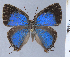  ( - HNHM-NEOLYC-H01)  @11 [ ] by-nc-sa (2025) Zsolt Balint Hungarian Natural History Museum