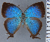  ( - HNHM-NEOLYC-H06)  @11 [ ] by-nc-sa (2025) Zsolt Balint Hungarian Natural History Museum