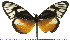  (Olyras crathis - JFDA0424)  @11 [ ] by-nc-sa (2024) Jean F. Le Crom Jean F. Le Crom