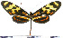  (Mechanitis menapis - JFDA0426)  @11 [ ] by-nc-sa (2024) Jean F. Le Crom Jean F. Le Crom