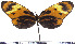  (Mechanitis mazaeus pannifera - JFDA0430)  @11 [ ] by-nc-sa (2024) Jean F. Le Crom Jean F. Le Crom