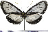  (Hyalyris antea - JFDA0431)  @11 [ ] by-nc-sa (2024) Jean F. Le Crom Jean F. Le Crom