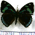  (Perisama hilara - JFDA0506)  @11 [ ] by-nc-sa (2024) Jean F. Le Crom Jean F. Le Crom