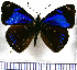  (Perisama philinus - JFDA0513)  @11 [ ] by-nc-sa (2024) Jean F. Le Crom Jean F. Le Crom