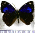  (Perisama calamis - JFDA0514)  @11 [ ] by-nc-sa (2024) Jean F. Le Crom Jean F. Le Crom