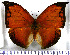  (Coenophlebia - JFDA0533)  @11 [ ] by-nc-sa (2024) Jean F. Le Crom Jean F. Le Crom