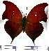 (Zaretis syene - JFDA0542)  @11 [ ] by-nc-sa (2024) Jean F. Le Crom Jean F. Le Crom