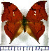  (Zaretis falcis - JFDA0543)  @11 [ ] by-nc-sa (2024) Jean F. Le Crom Jean F. Le Crom