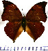  ( - JFDA0544)  @11 [ ] by-nc-sa (2024) Jean F. Le Crom Jean F. Le Crom