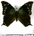  (Memphis pithyusa - JFDA0567)  @11 [ ] by-nc-sa (2024) Jean F. Le Crom Jean F. Le Crom