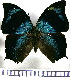  (Memphis glauce felderi - JFDA0576)  @11 [ ] by-nc-sa (2024) Jean F. Le Crom Jean F. Le Crom
