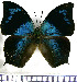  (Memphis glauce centralis - JFDA0577)  @11 [ ] by-nc-sa (2024) Jean F. Le Crom Jean F. Le Crom