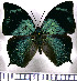  (Memphis glauce - JFDA0580)  @11 [ ] by-nc-sa (2024) Jean F. Le Crom Jean F. Le Crom